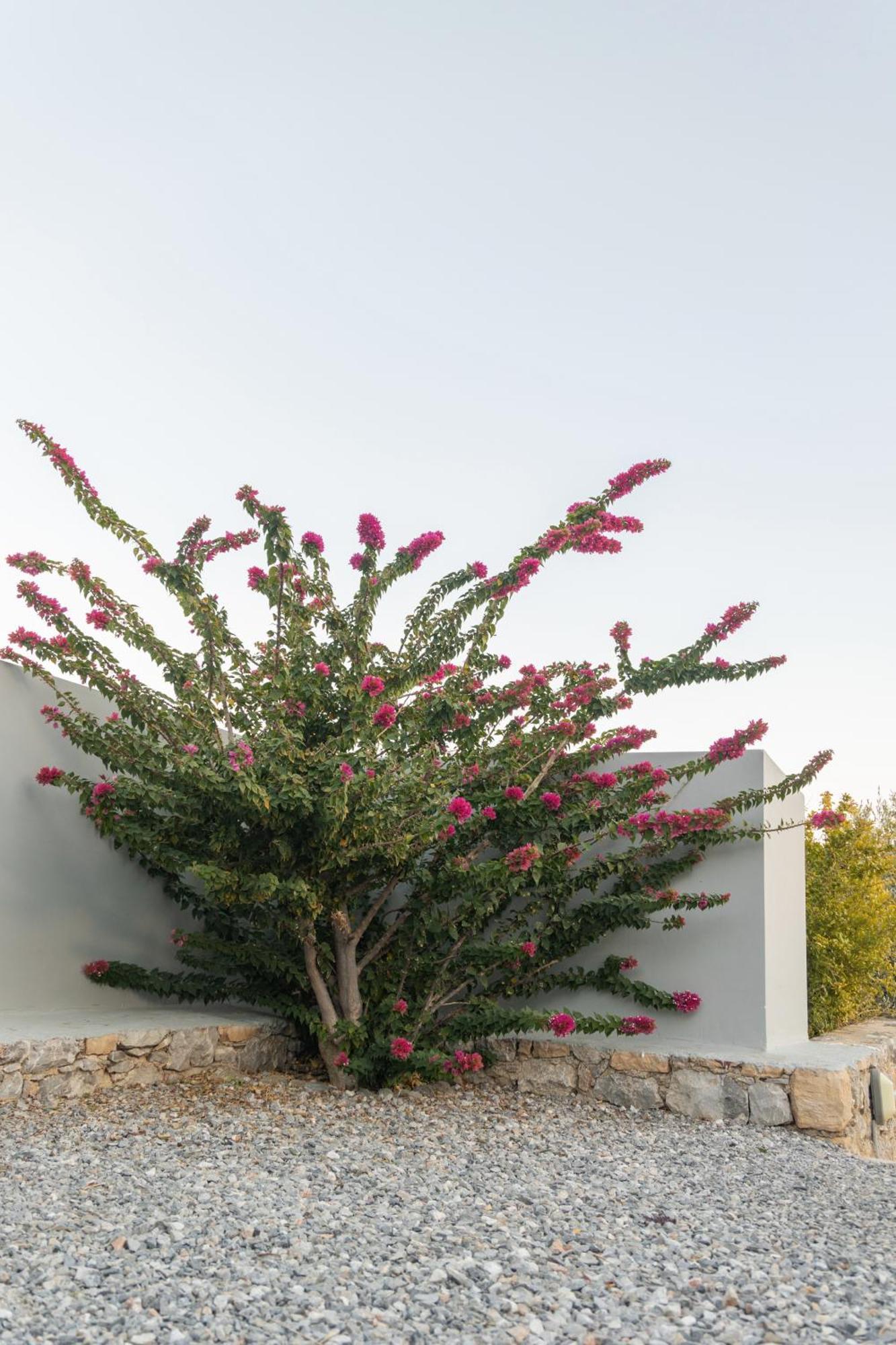 Evgoro Luxury Suites Agia Galini Exteriör bild